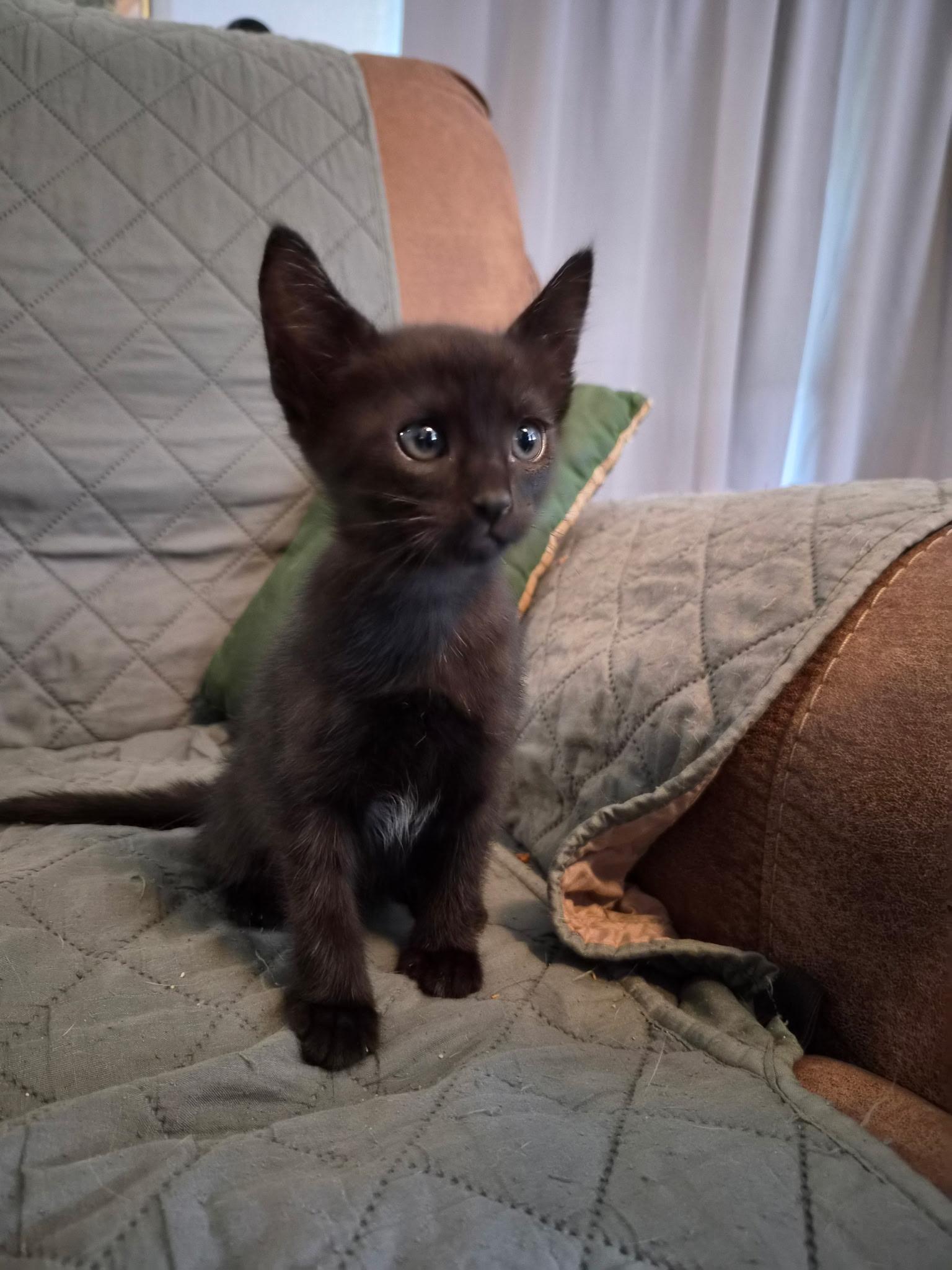 Enlarge 6 kittens need homes (386) 334-5223, a Adoptable Domestic Short Hair in Daytona Beach, FL image 5/6