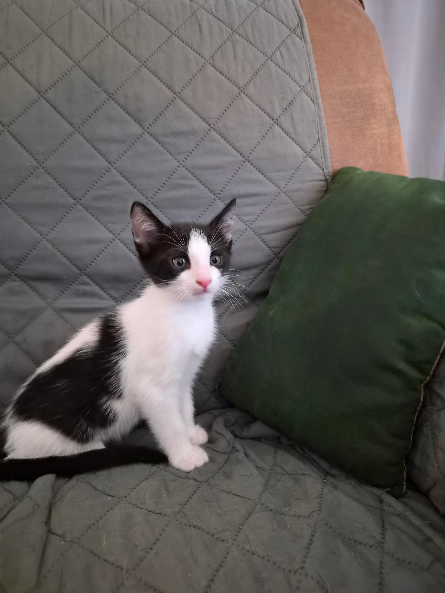 Enlarge 6 kittens need homes (386) 334-5223, a Adoptable Domestic Short Hair in Daytona Beach, FL image 6/6