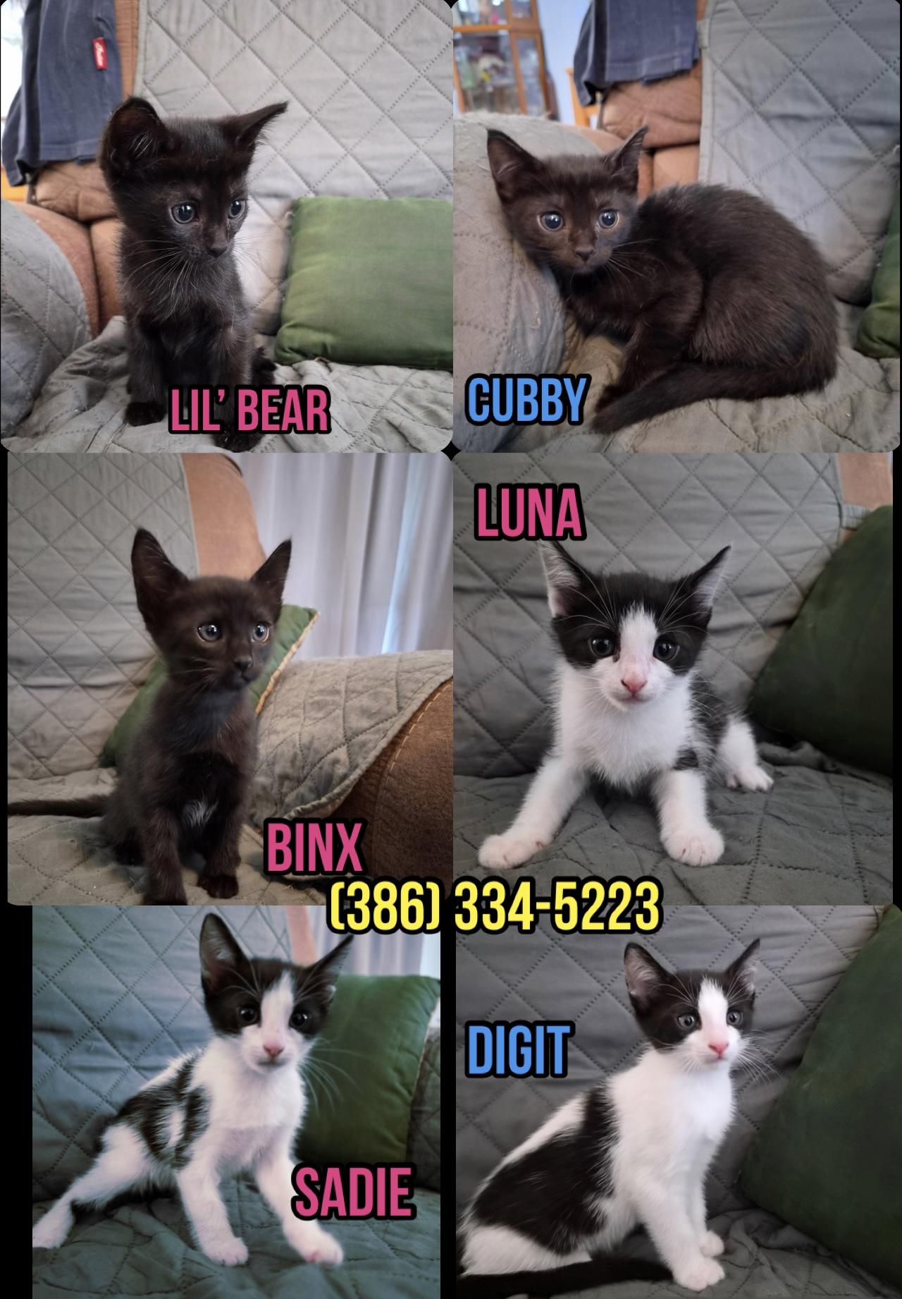 Enlarge 6 kittens need homes (386) 334-5223, a Adoptable Domestic Short Hair in Daytona Beach, FL image 1/6
