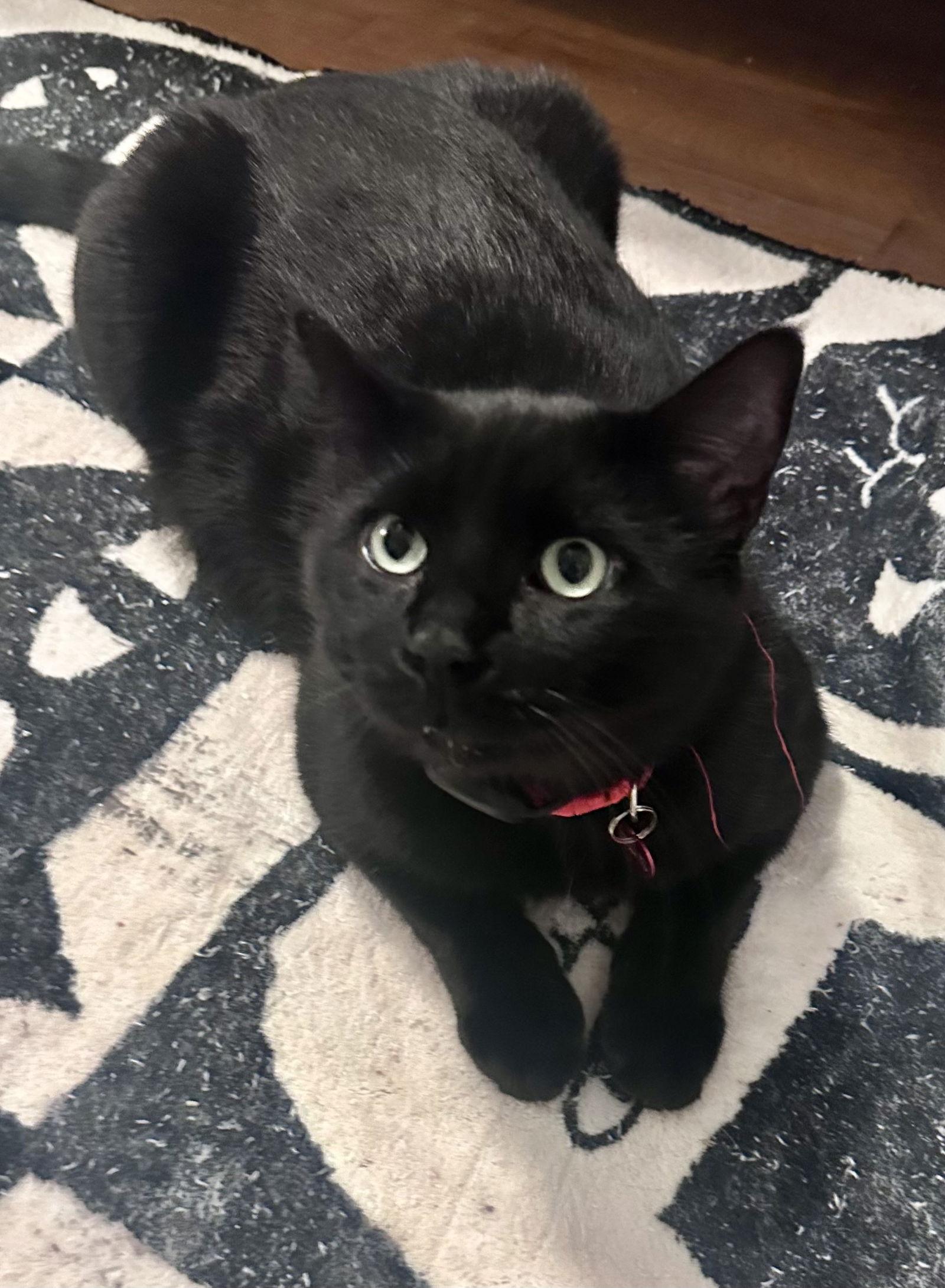 Big Boy - leash walker, Adopted, Adult Male Domestic Short Hair & Domestic Short Hair.