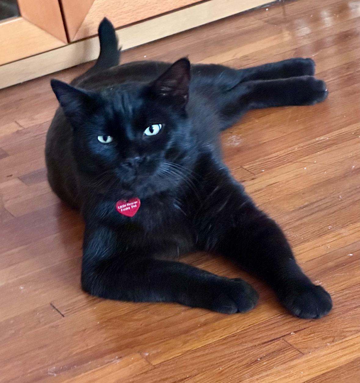 Big Boy - leash walker, a Adopted mixed breed in Long Beach, CA image 2/3