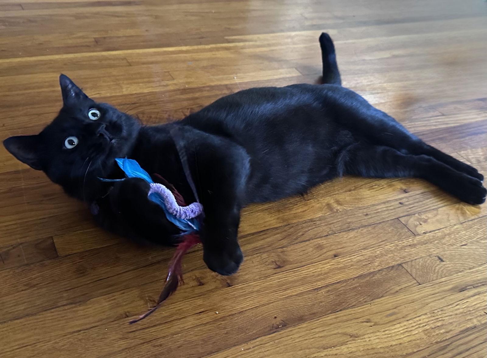Big Boy - leash walker, a Adopted mixed breed in Long Beach, CA image 3/3