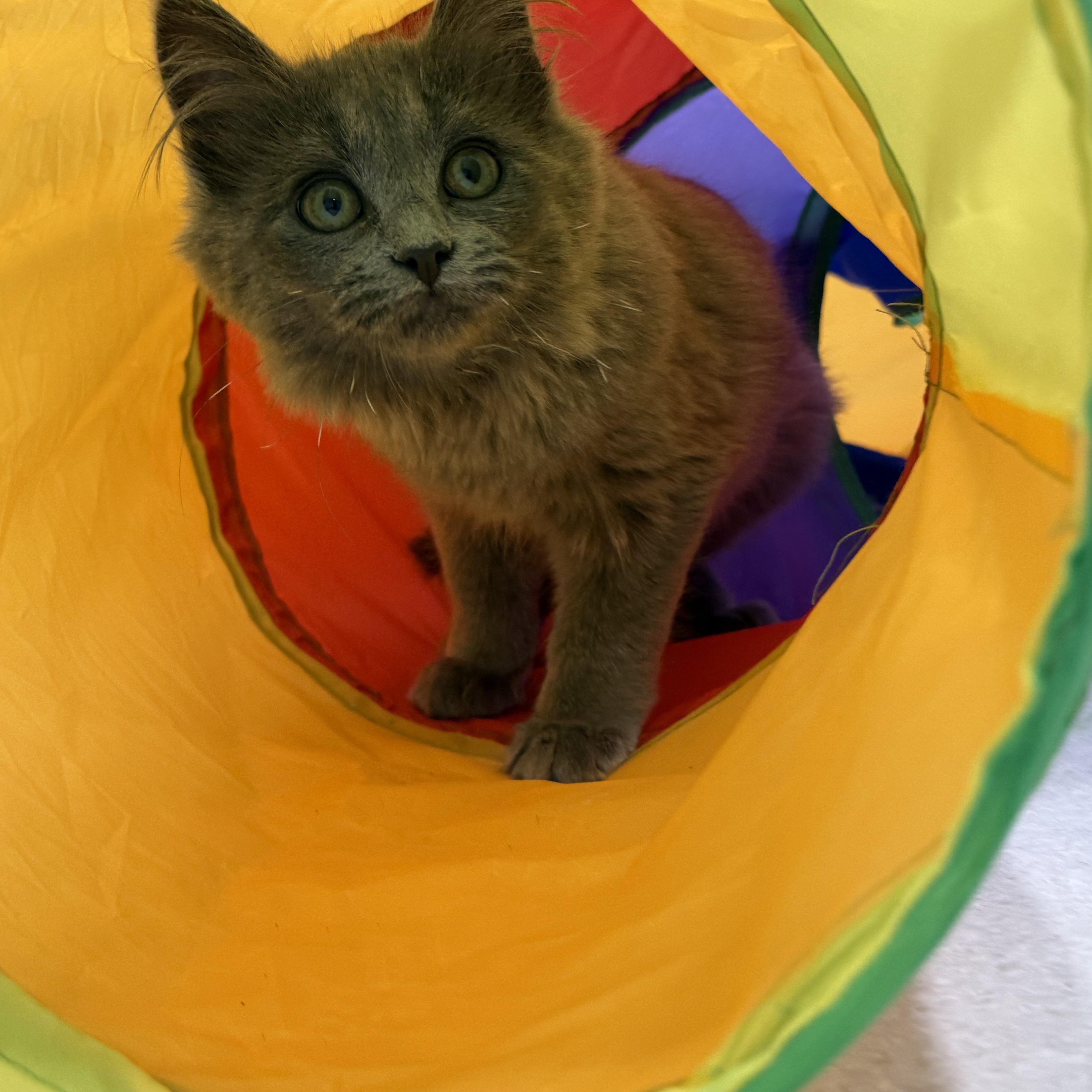 Enlarge Snuggle, a Adoptable Domestic Long Hair in Blanch, NC image 6/6