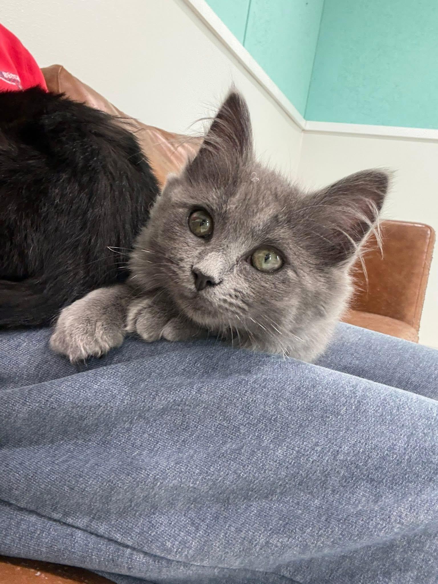 Enlarge Snuggle, a Adoptable Domestic Long Hair in Blanch, NC image 5/6