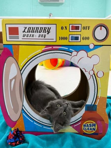 Enlarge Snuggle, a Adoptable Domestic Long Hair in Blanch, NC image 3/6