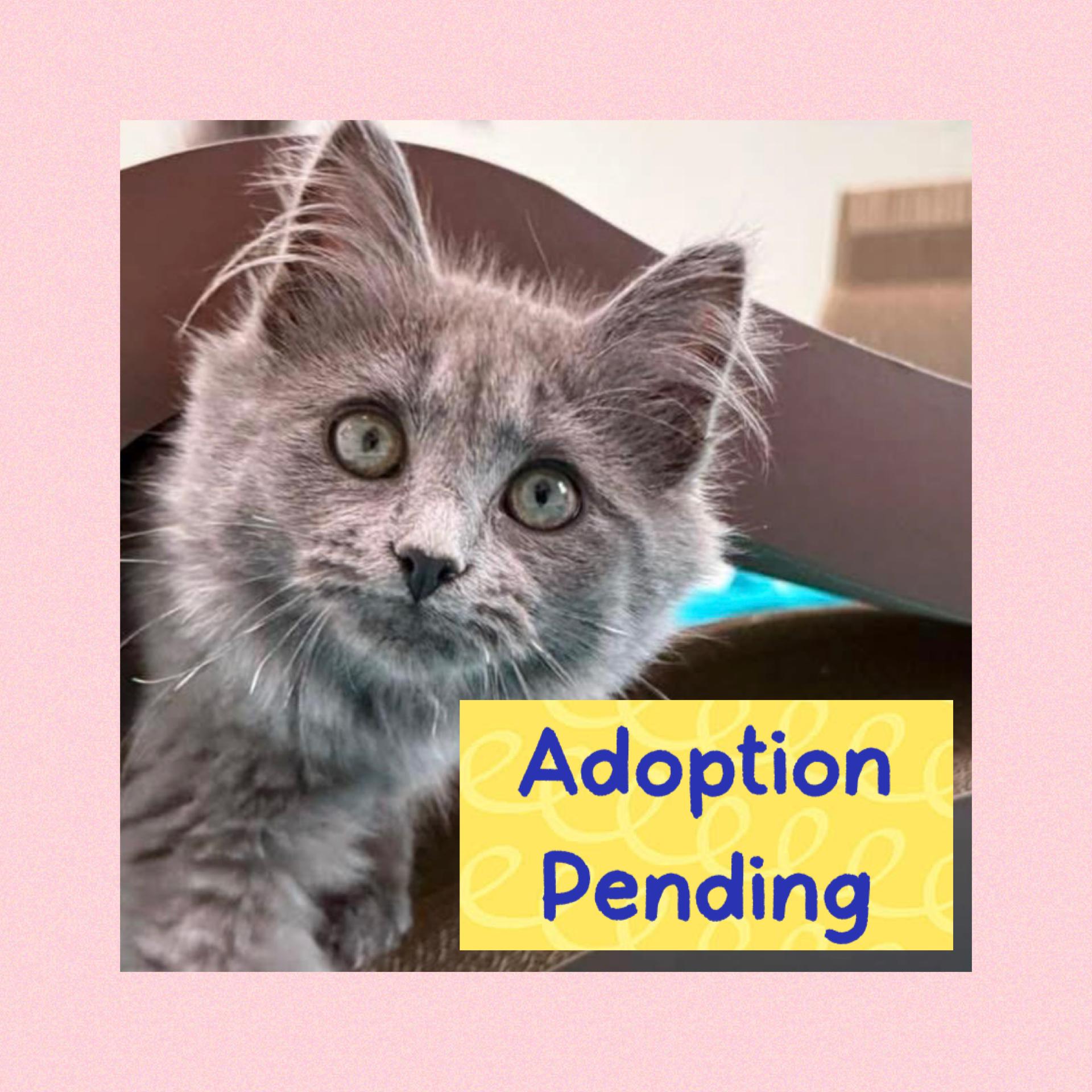 Enlarge Snuggle, a Adoptable Domestic Long Hair in Blanch, NC image 1/6