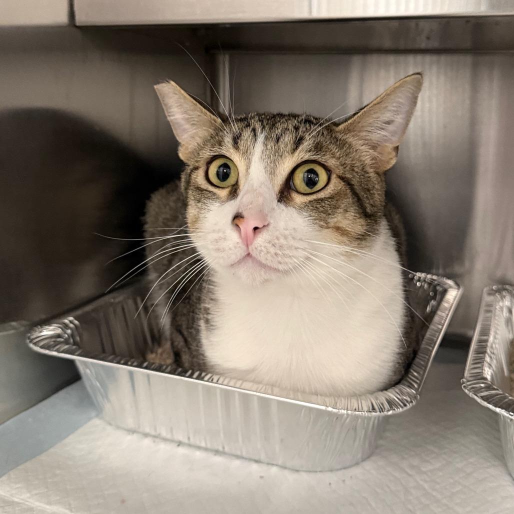 Fidel, Adoptable, Young Male Domestic Short Hair.