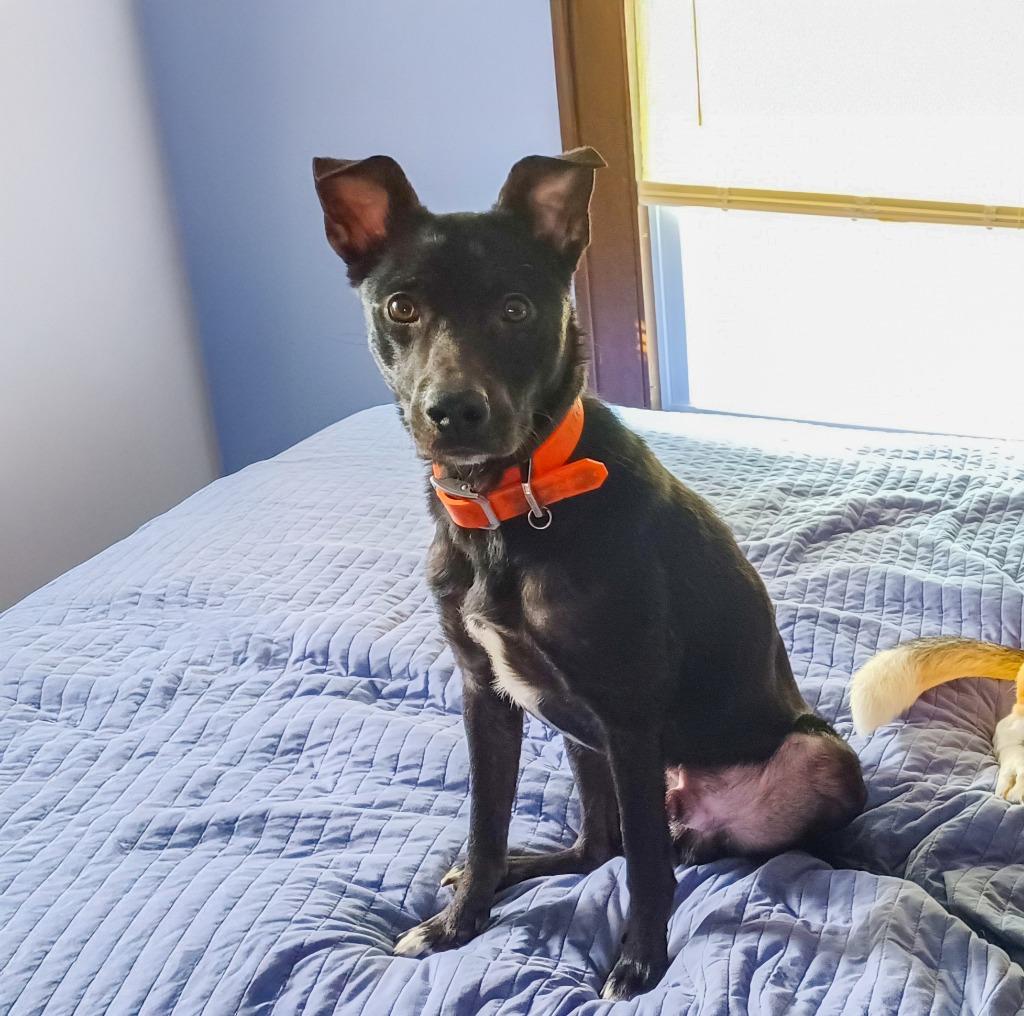 Enlarge Petey, a Adoptable Border Collie in Minneapolis, MN image 1/5