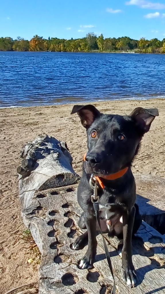 Enlarge Petey, a Adoptable Border Collie in Minneapolis, MN image 3/6