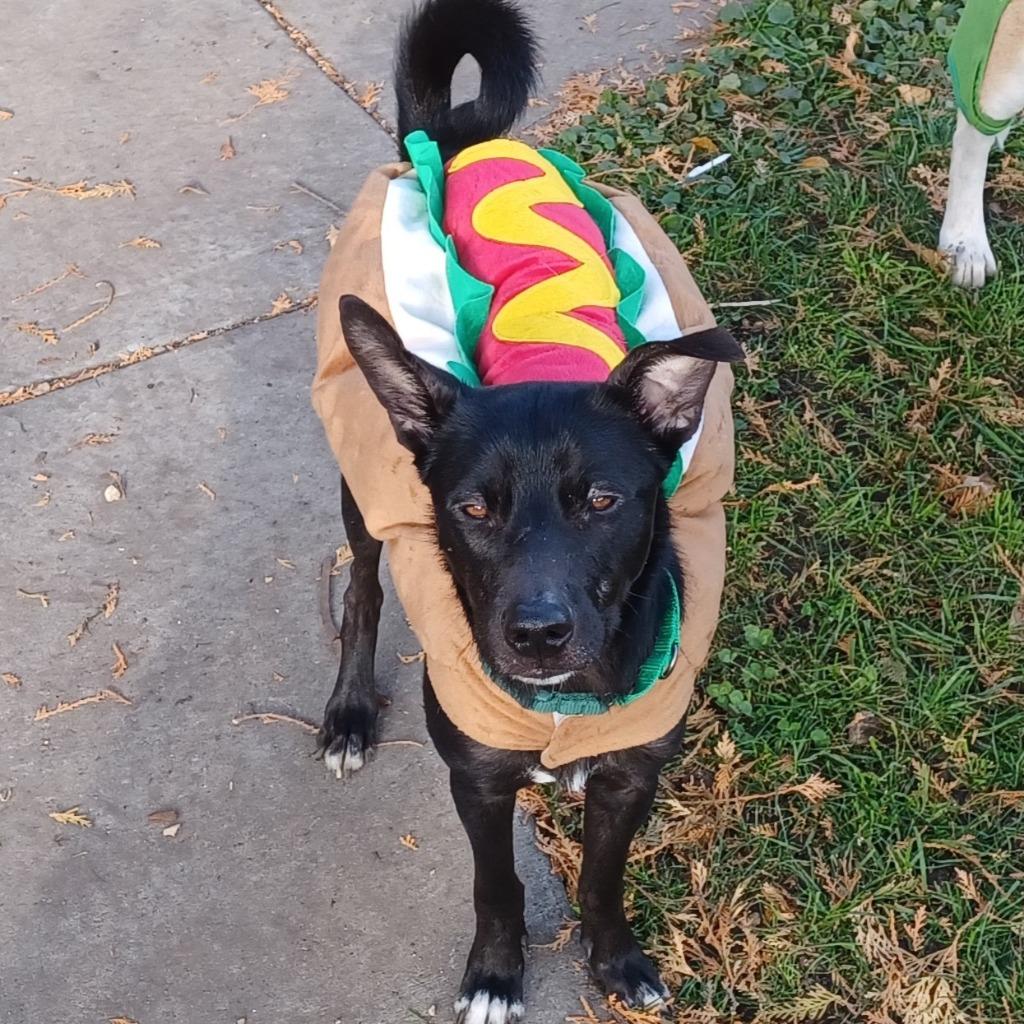 Enlarge Petey, a Adoptable Border Collie in Minneapolis, MN image 1/6