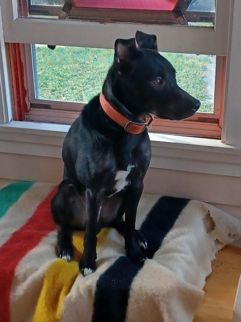 Enlarge Petey, a Adoptable Border Collie in Minneapolis, MN image 4/6