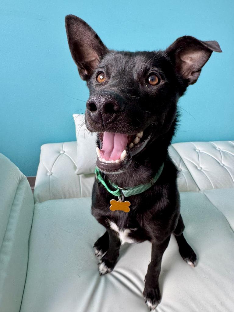 Enlarge Petey, a Adoptable Border Collie in Minneapolis, MN image 5/6