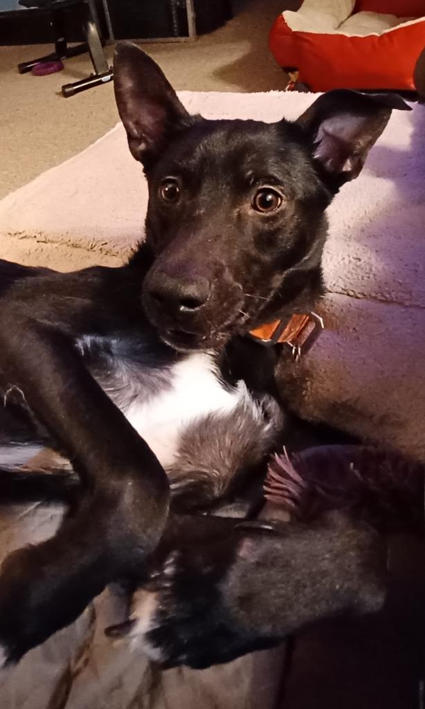 Enlarge Petey, a Adoptable Border Collie in Minneapolis, MN image 5/5