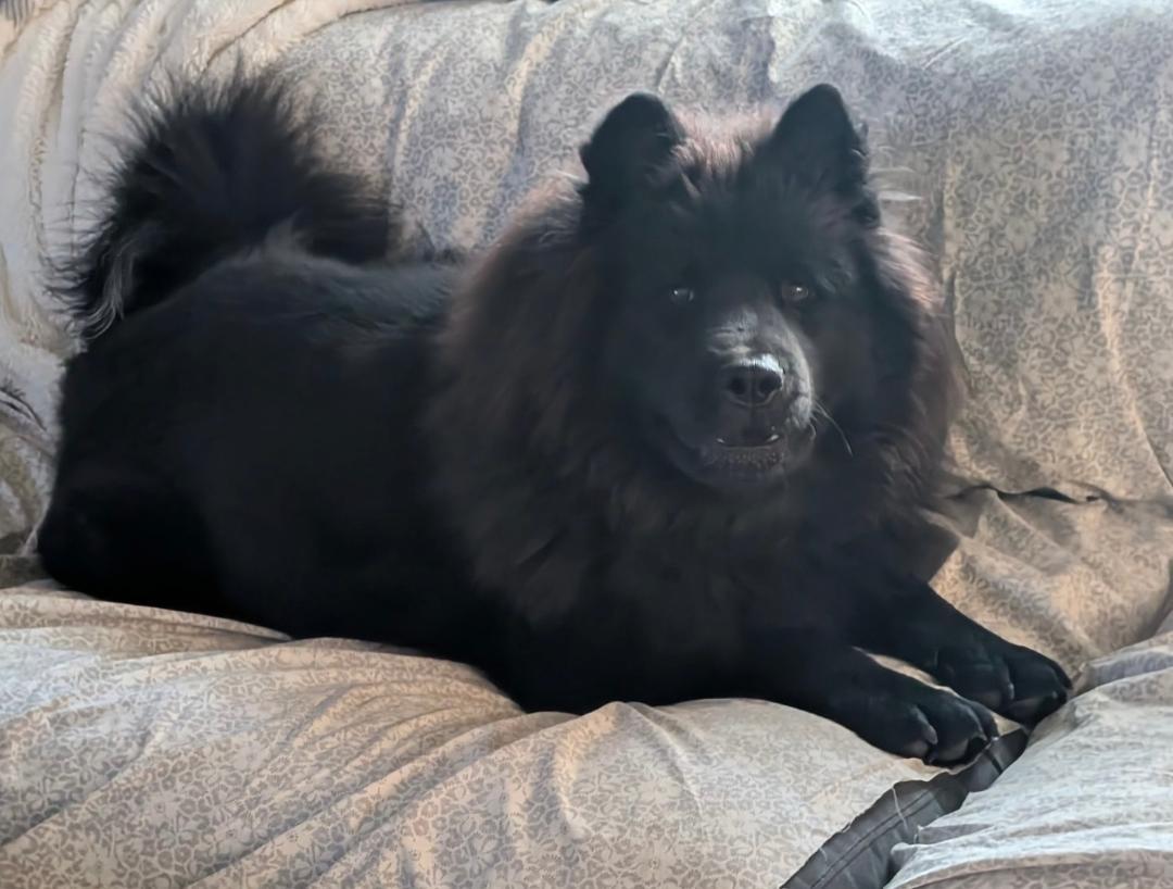 Jet, ADOPTABLE, Young Male Chow Chow.