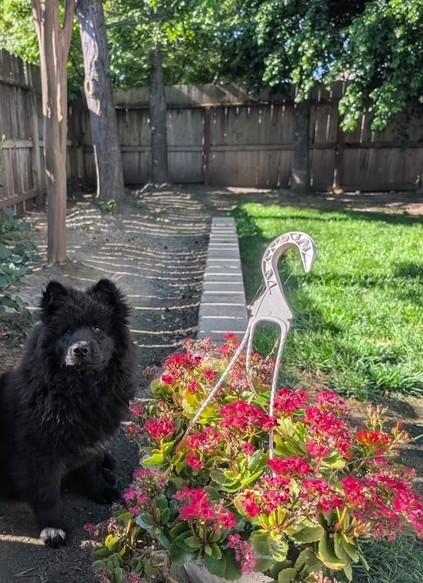 Jet, a ADOPTABLE mixed breed in Sacramento, CA image 4/6