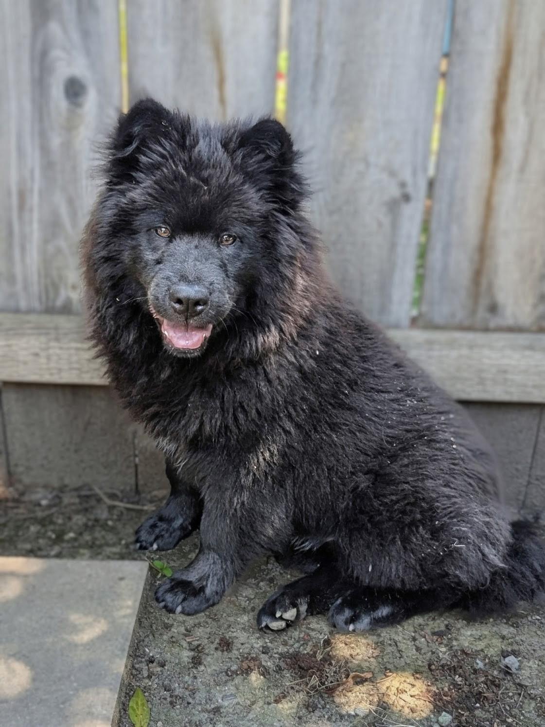 Jet, ADOPTABLE, Puppy Male Chow Chow.