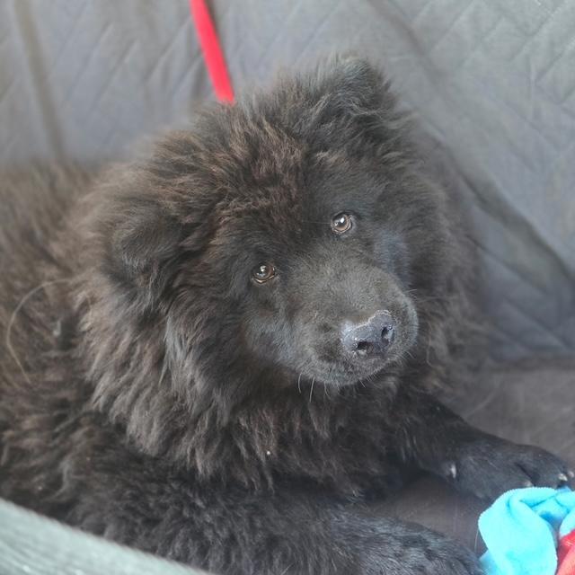 Jet, a ADOPTABLE mixed breed in Sacramento, CA image 3/6