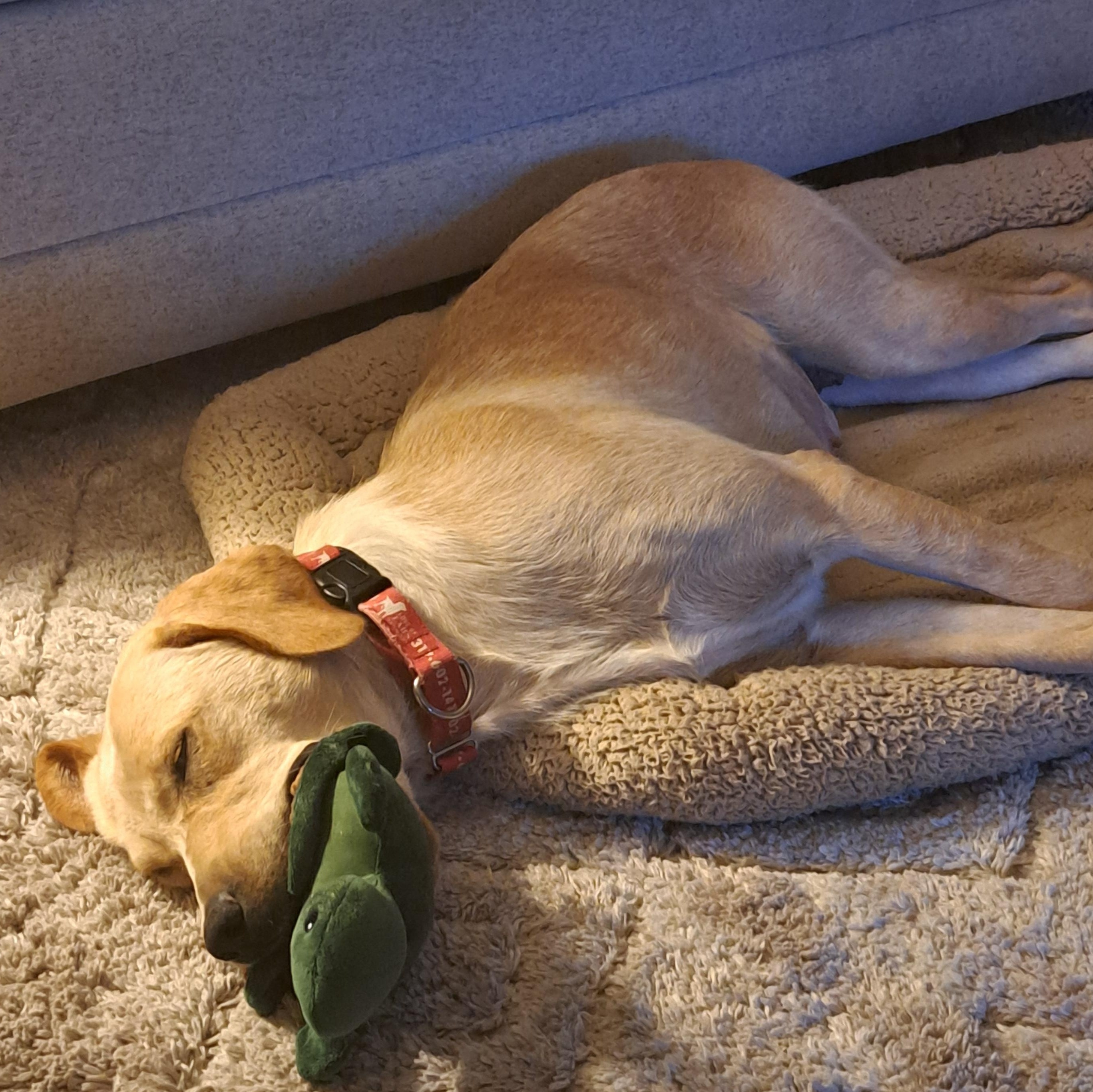 Dixie photo 2
