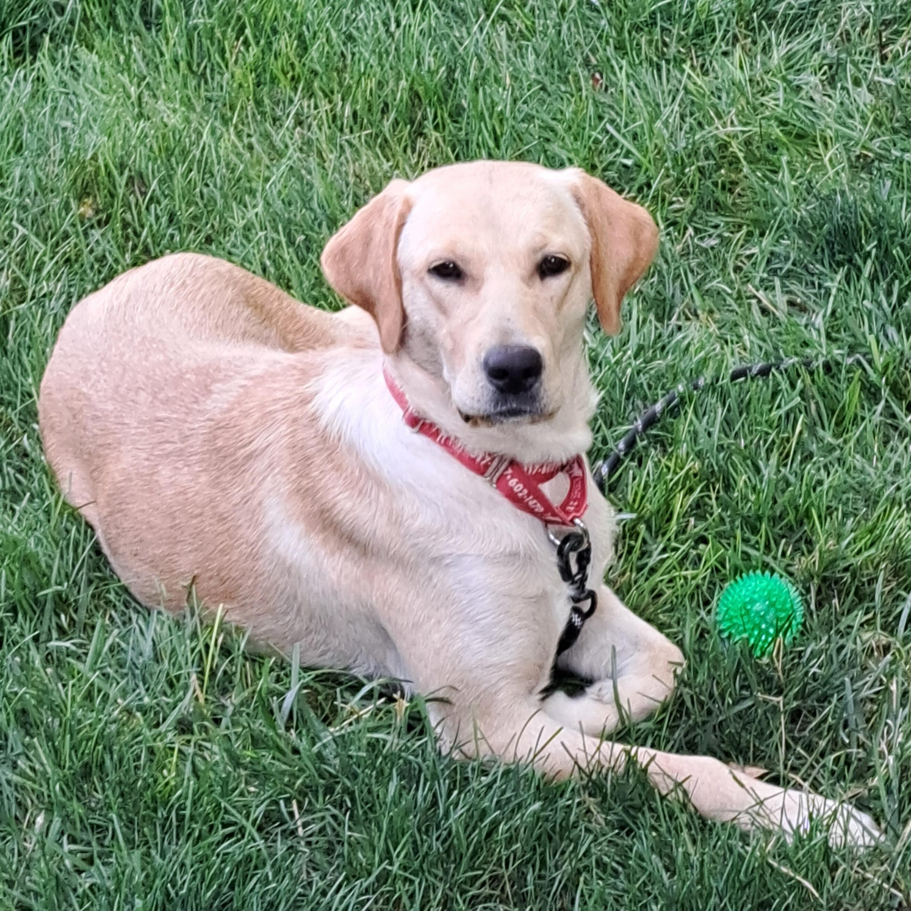 Dixie, Adult Female Labrador Retriever