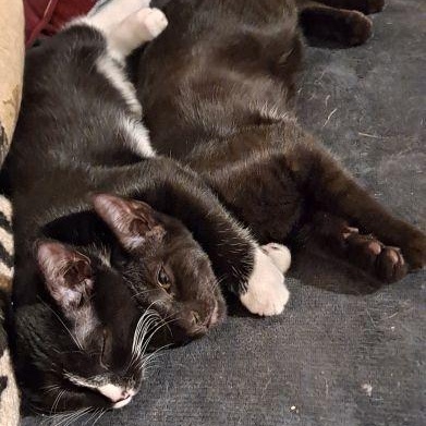 Enlarge Rudy and Ollie, a ADOPTABLE Domestic Short Hair in Lenhartsville, PA image 2/6