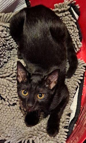 Enlarge Rudy and Ollie, a ADOPTABLE Domestic Short Hair in Lenhartsville, PA image 1/6