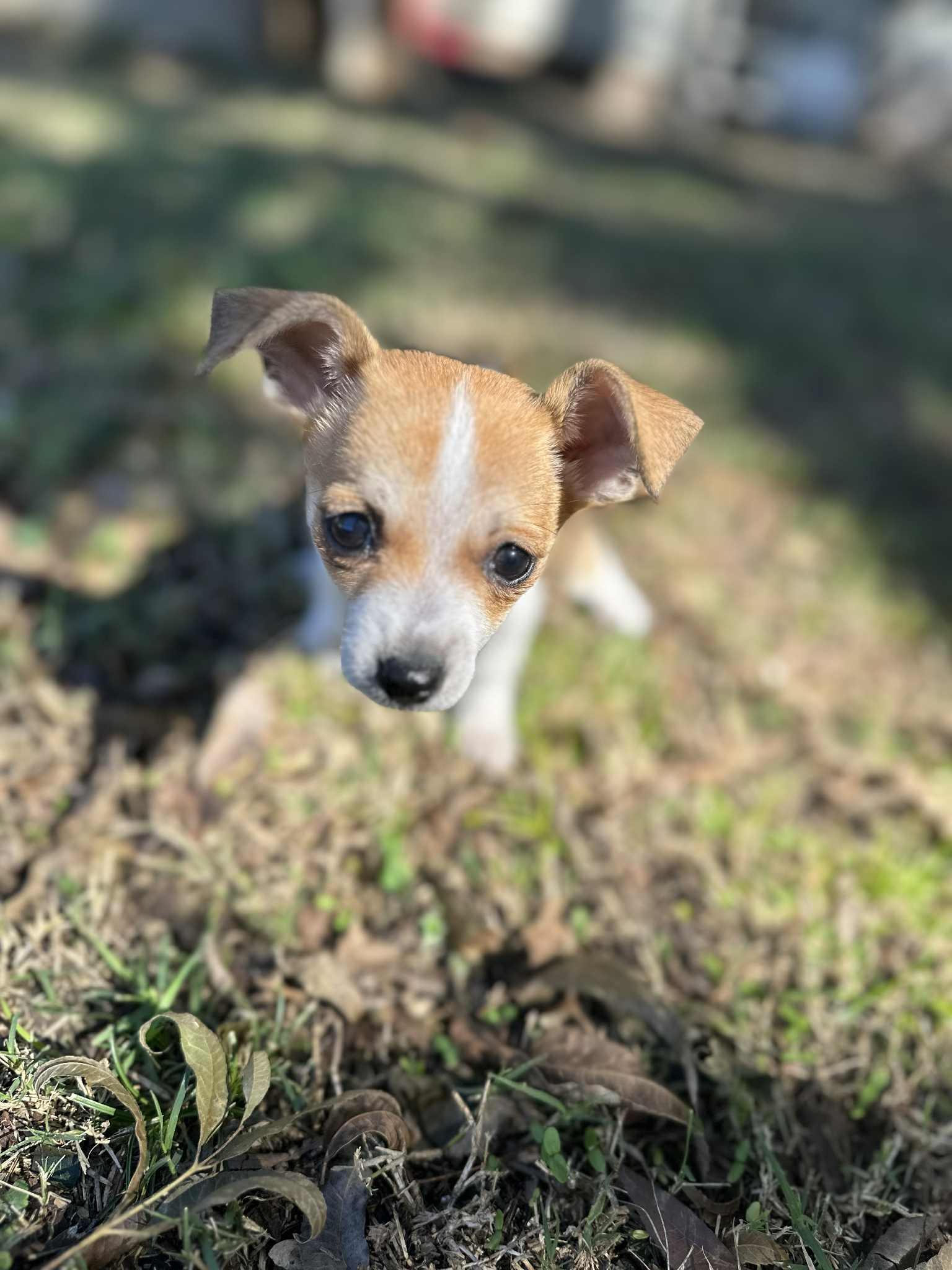 Lj, Adopted, Young Female Chihuahua & Terrier.