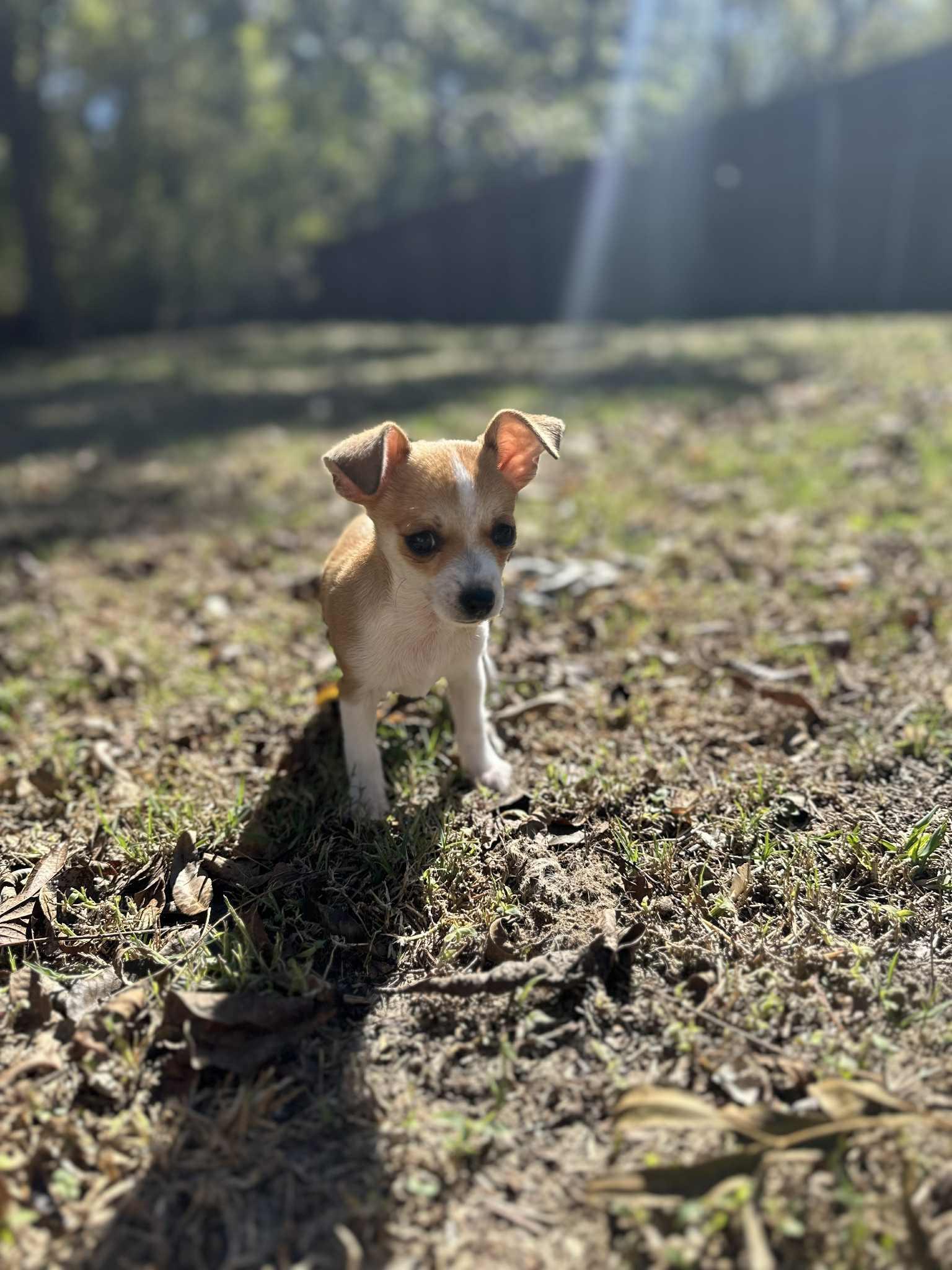 Enlarge Lj, a Adopted mixed breed in Piedmont, OK image 3/5