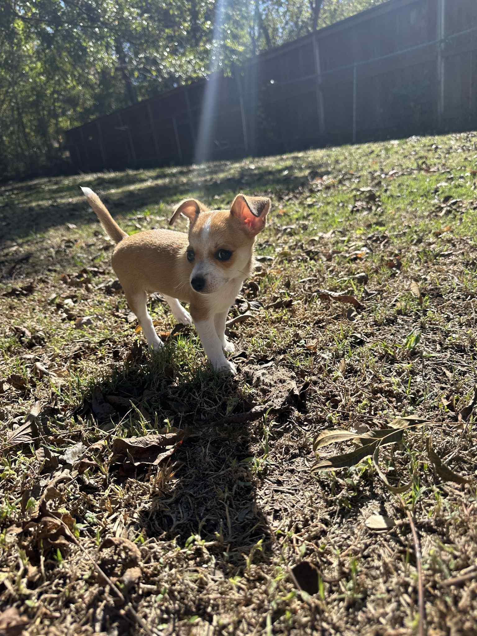Enlarge Lj, a Adopted mixed breed in Piedmont, OK image 4/5