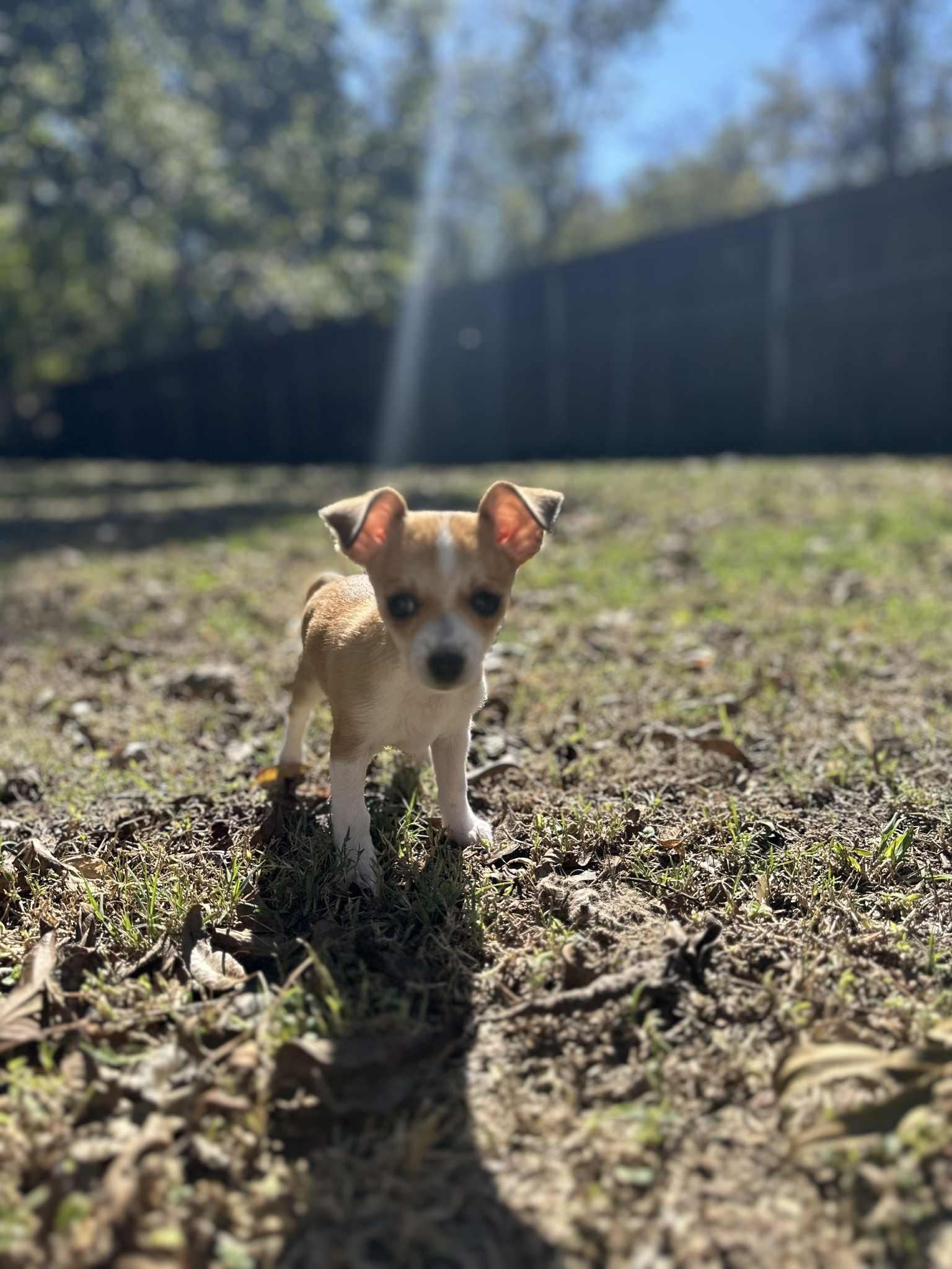 Enlarge Lj, a Adopted mixed breed in Piedmont, OK image 5/5