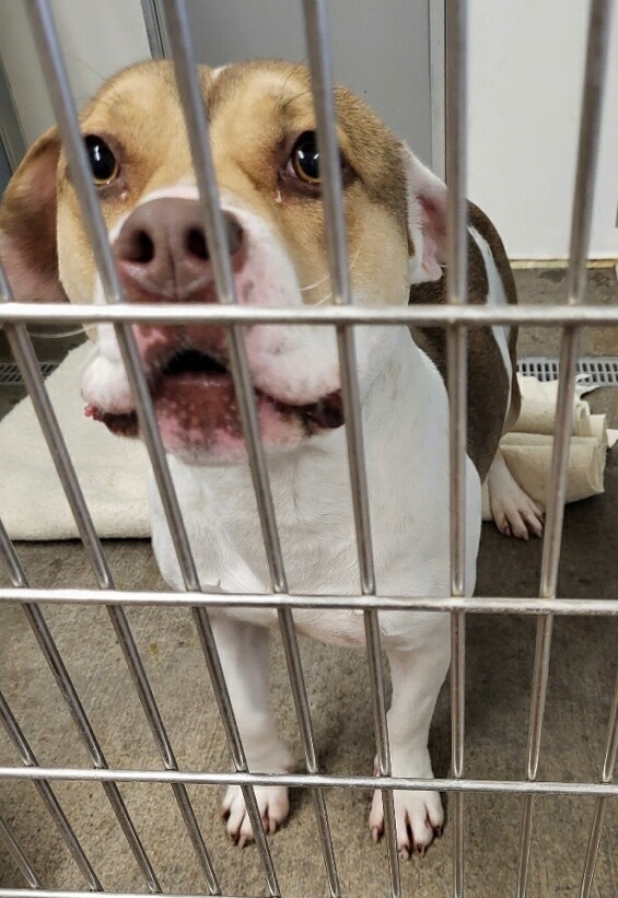 Enlarge Ziggy, a Adoptable mixed breed in Henrietta, TX image 2/3