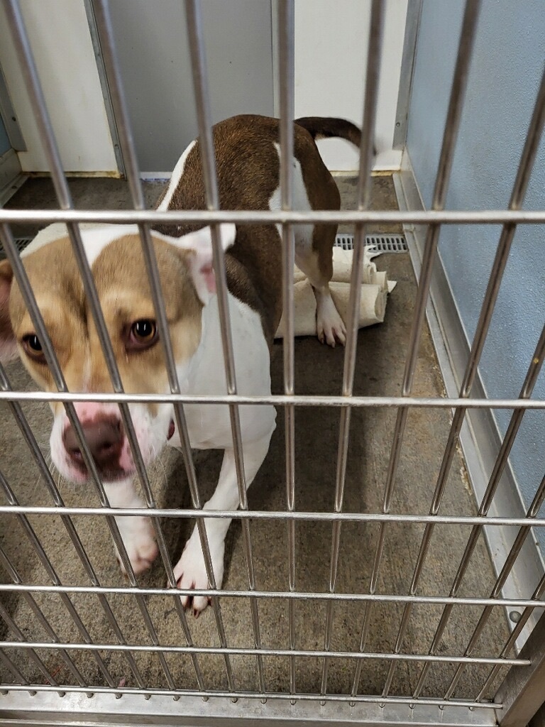 Enlarge Ziggy, a Adoptable mixed breed in Henrietta, TX image 3/3