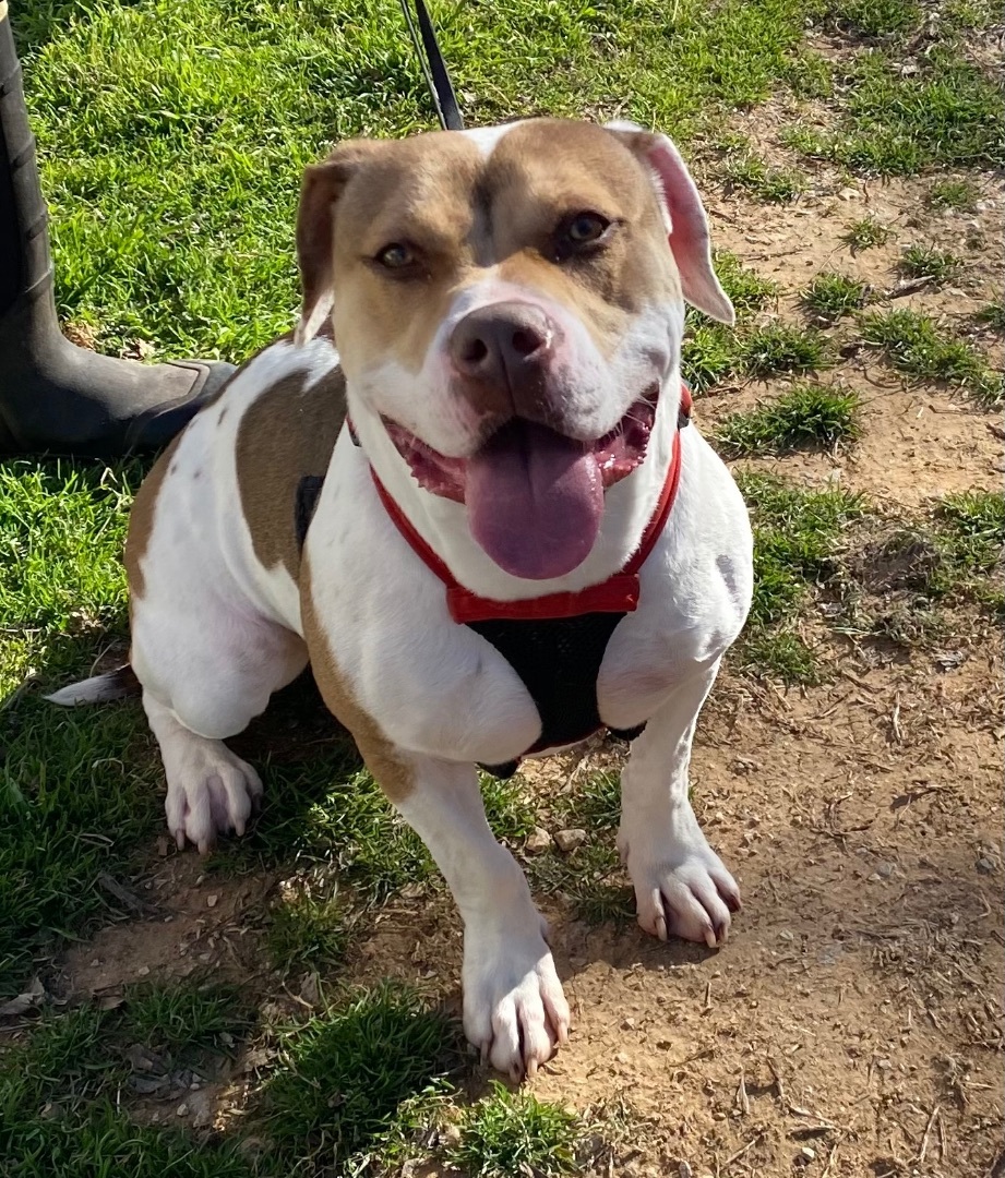 Ziggy, Adoptable, Young Female Pit Bull Terrier.