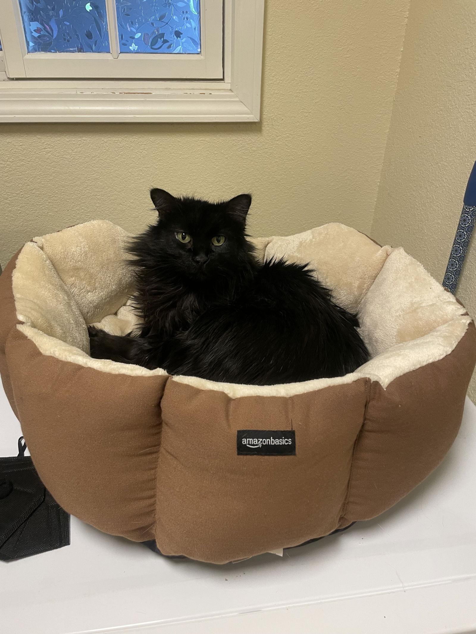 Ed, Adopted, Adult Male Domestic Medium Hair.