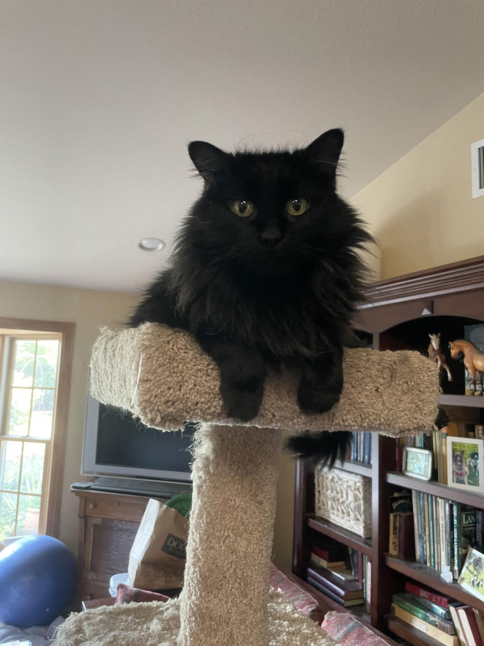 Enlarge Ed, a Adopted Domestic Medium Hair in Woodland, CA image 2/2