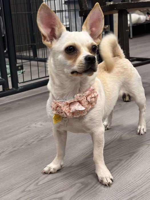 Audi, a Adoptable mixed breed in Gouverneur, NY image 2/3