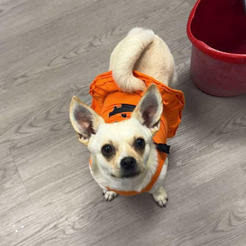 Audi, a Adoptable mixed breed in Gouverneur, NY image 3/3