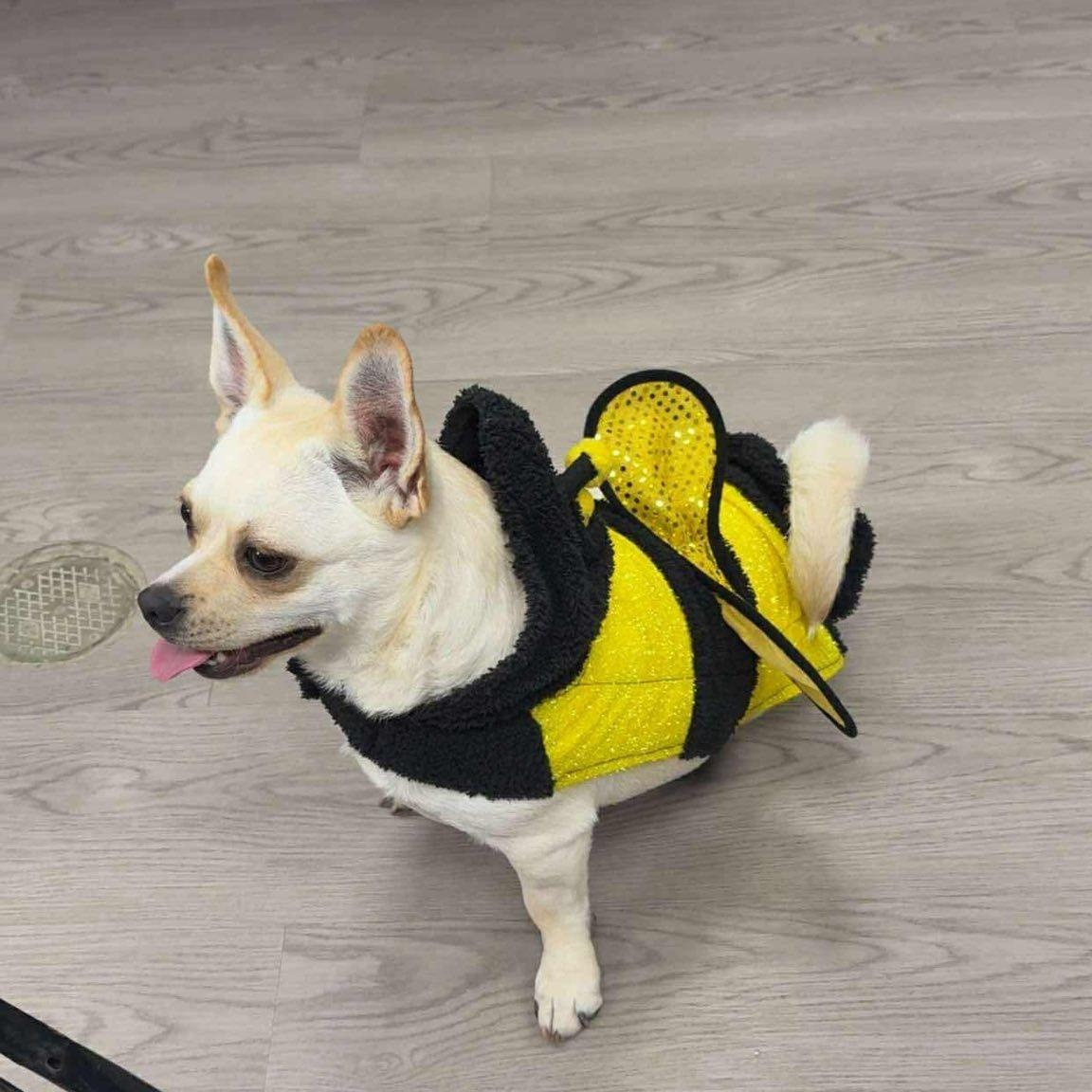 Audi, a Adoptable mixed breed in Gouverneur, NY image 1/3