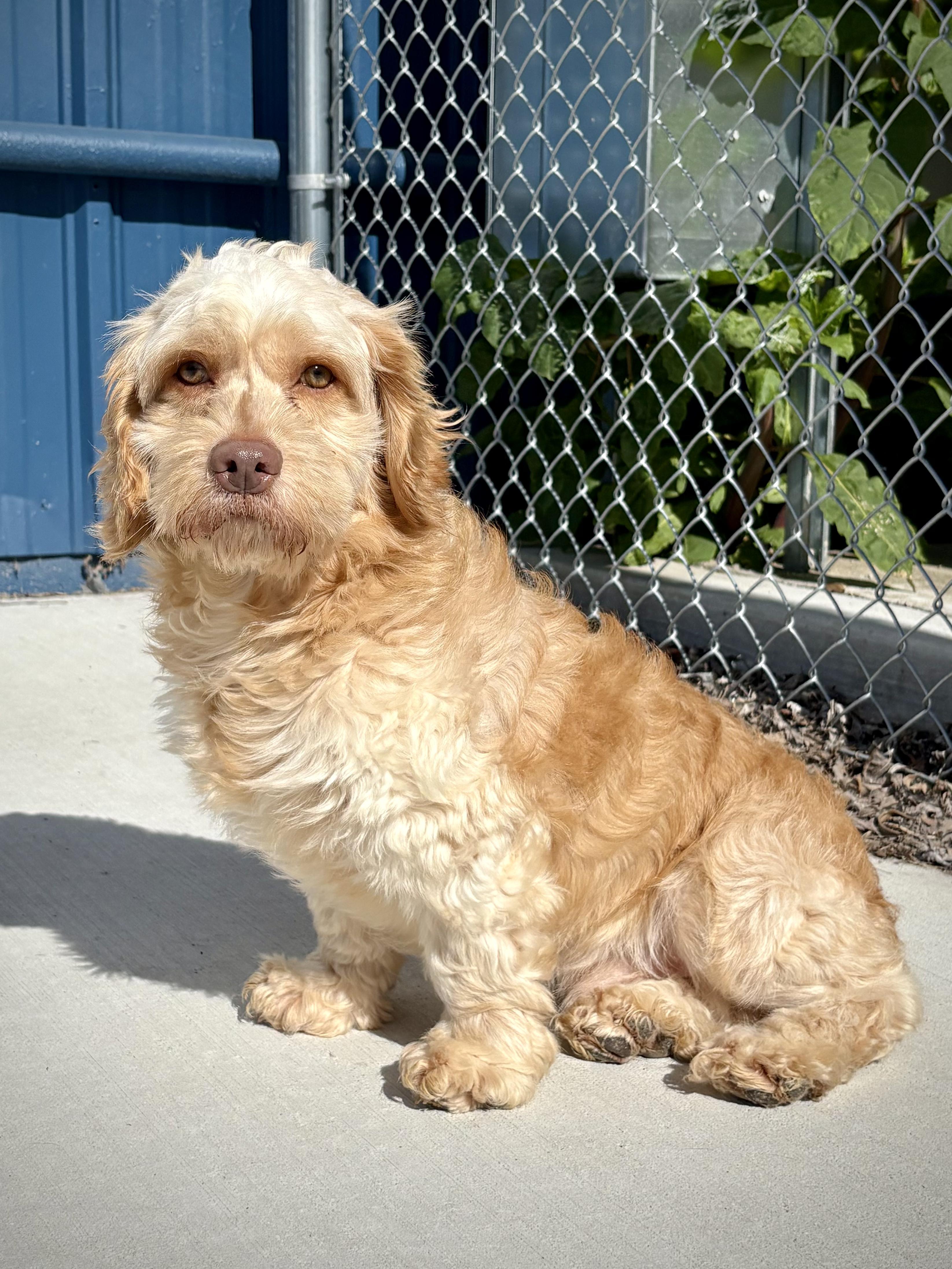Nugget, an adopted Cockapoo in Kalamazoo, MI image 3/6