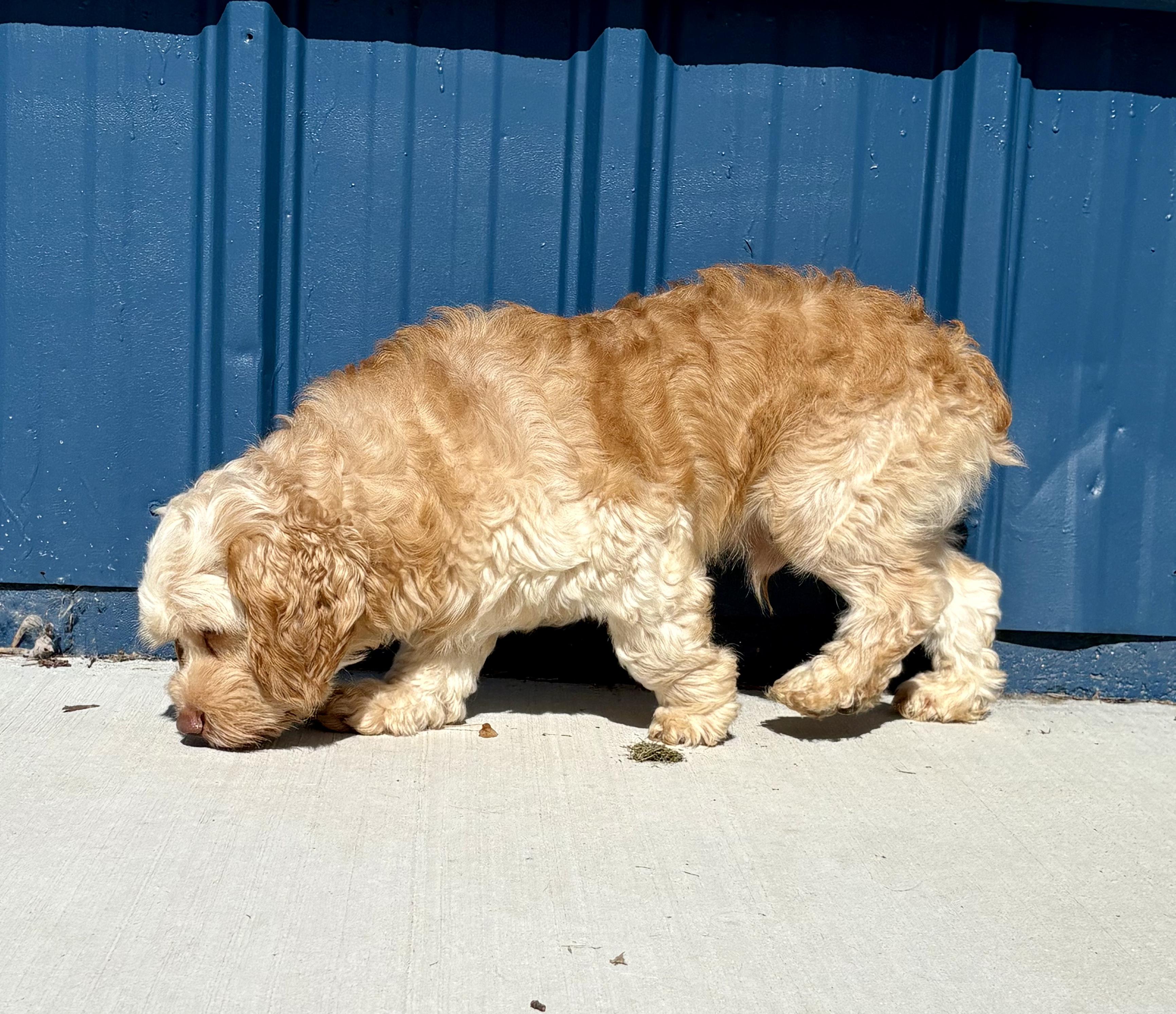 Nugget, an adopted Cockapoo in Kalamazoo, MI image 2/6