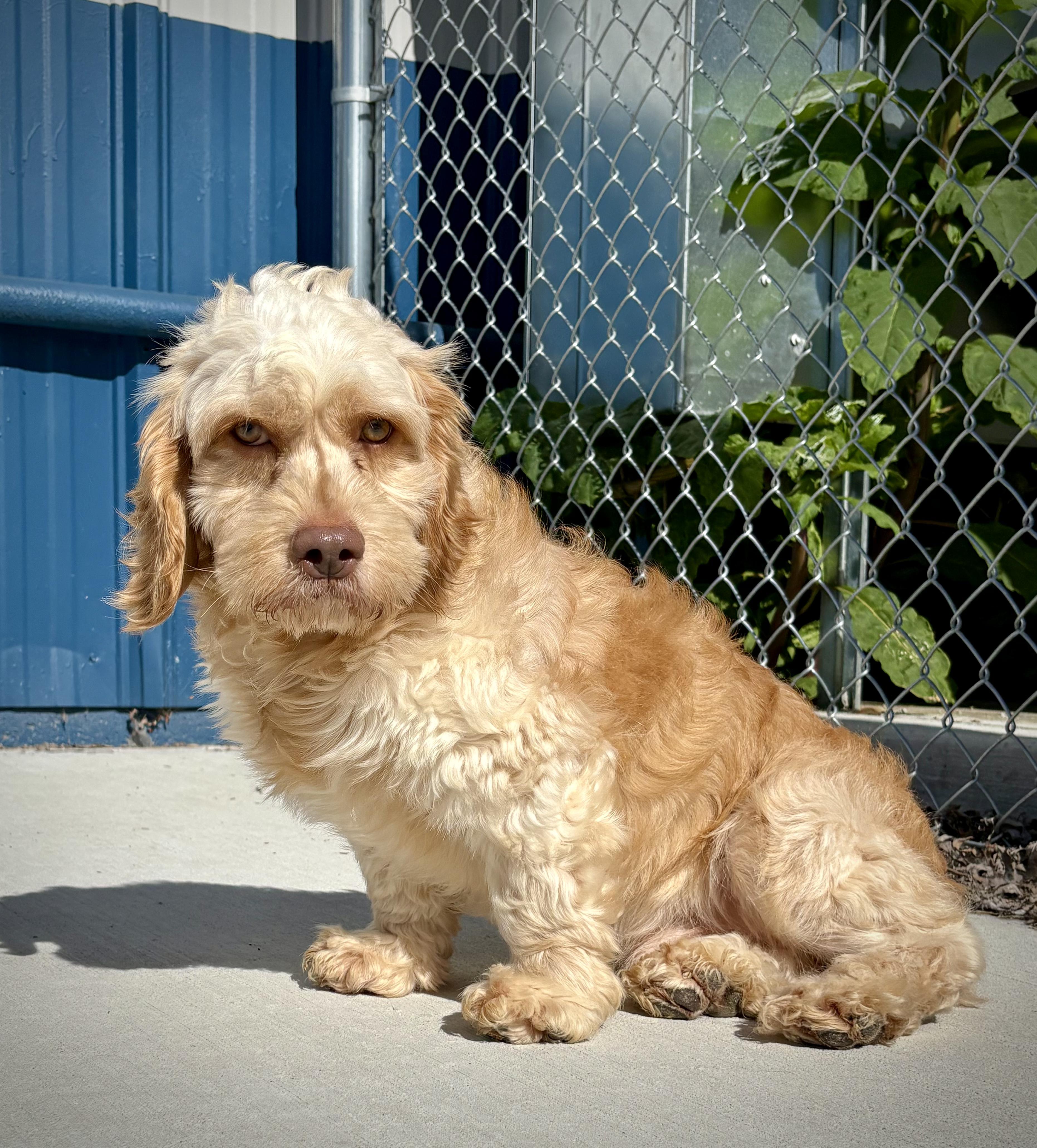 Nugget, an adopted Cockapoo in Kalamazoo, MI image 5/6