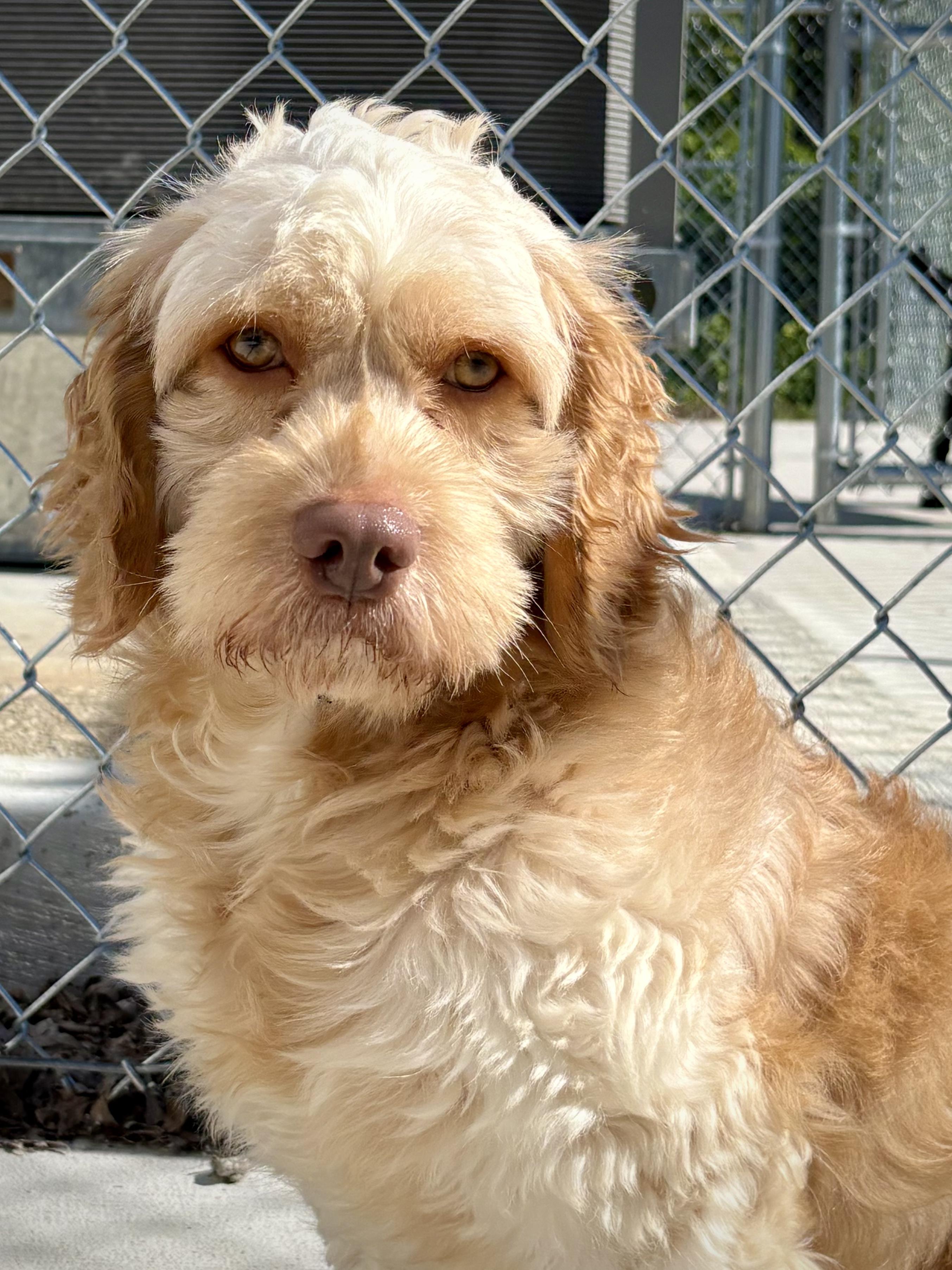 Nugget, an adopted Cockapoo in Kalamazoo, MI image 1/6