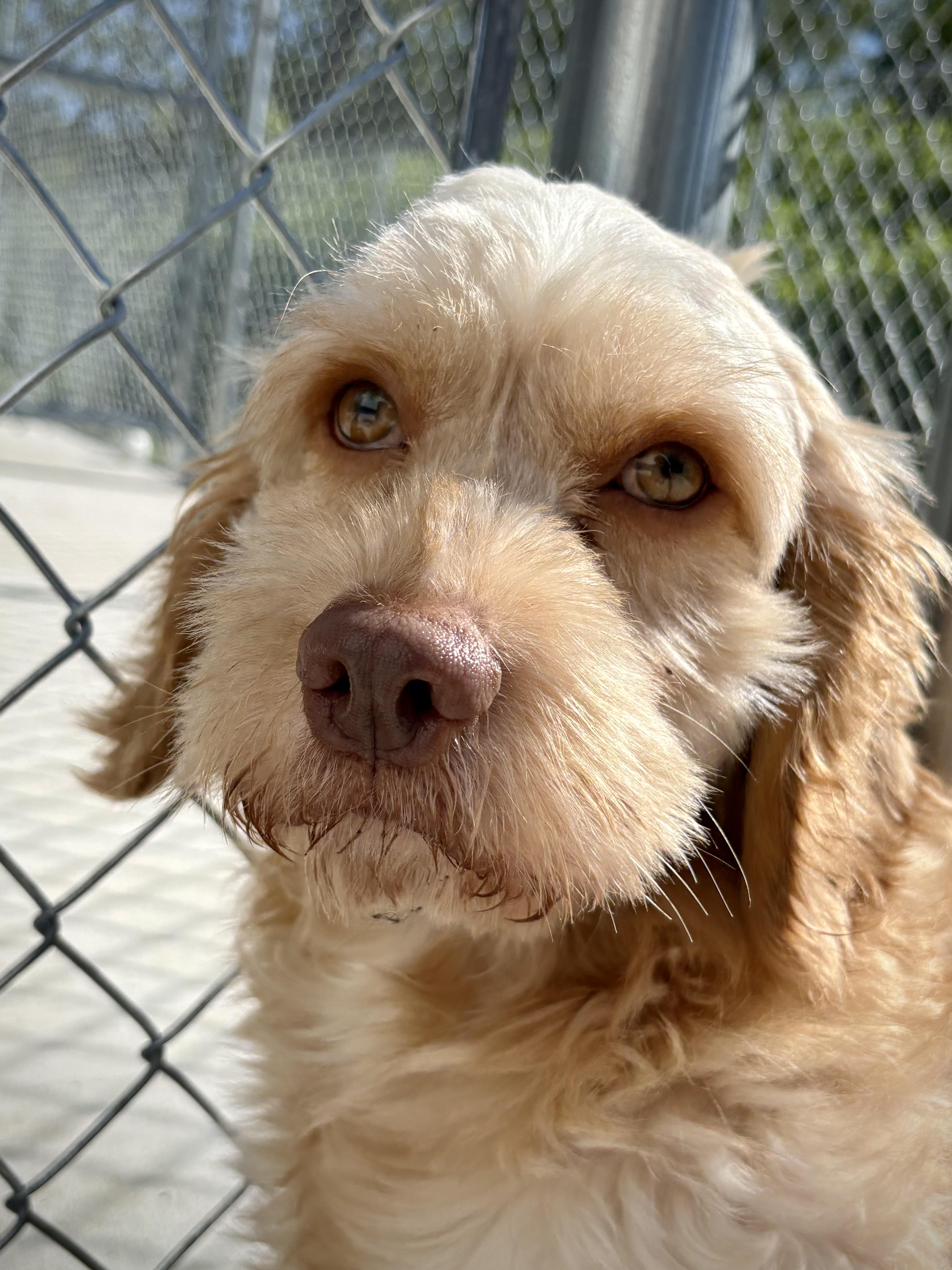Nugget, an adopted Cockapoo in Kalamazoo, MI image 4/6