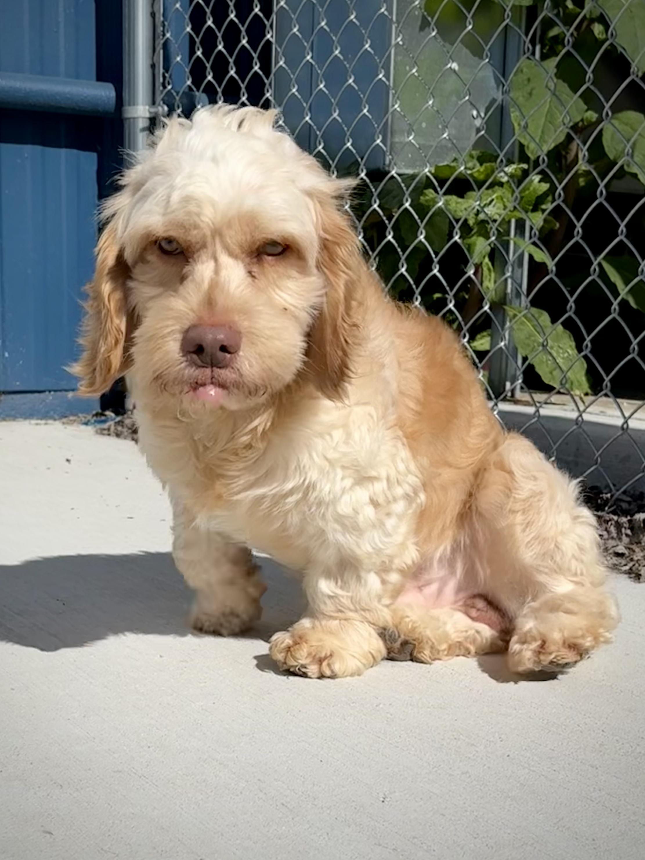 Nugget, an adopted Cockapoo in Kalamazoo, MI image 6/6