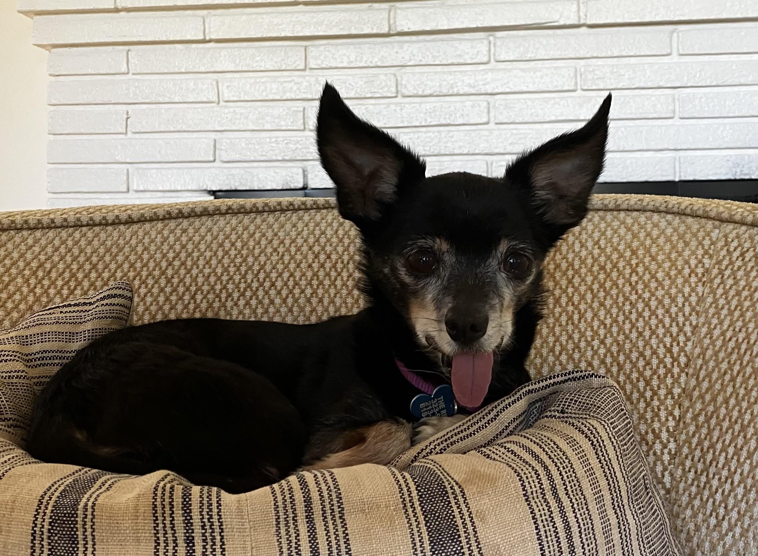 Hattie, Adoptable, Senior Female Chihuahua.
