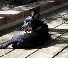 Enlarge Hattie, a Adoptable Chihuahua in Los Angeles, CA image 6/6