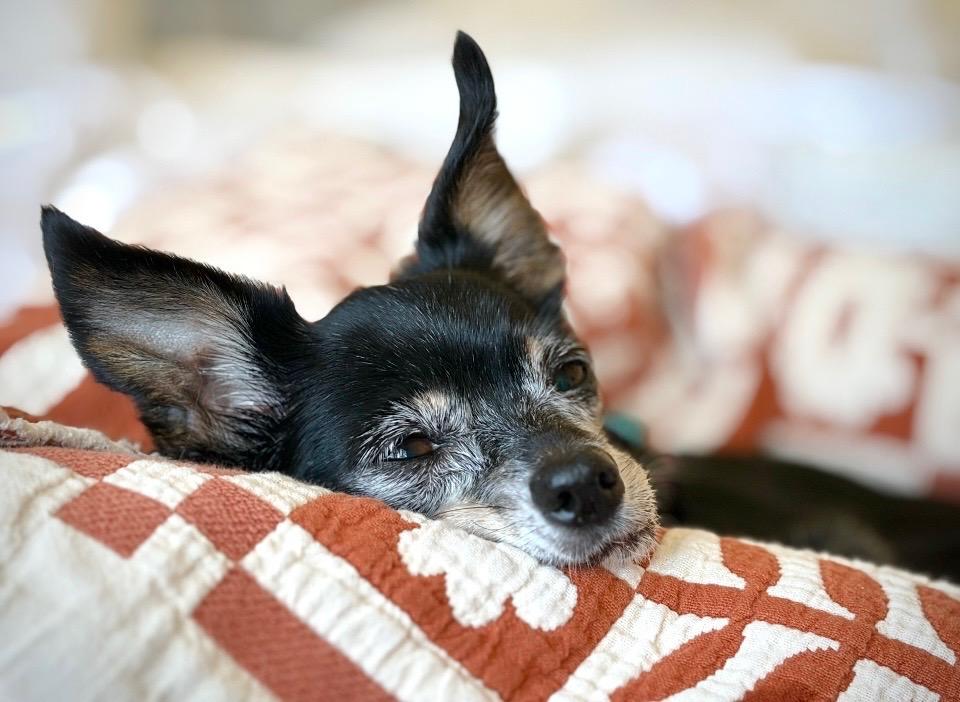 Enlarge Hattie, a Adoptable Chihuahua in Los Angeles, CA image 3/6