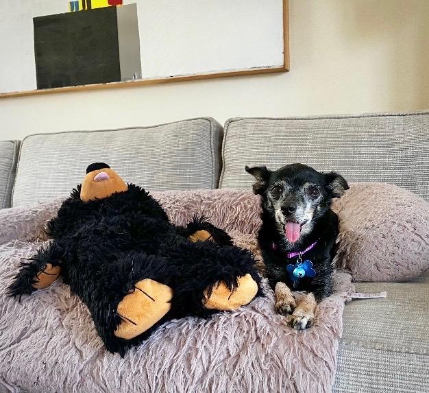 Enlarge Hattie, a Adoptable Chihuahua in Los Angeles, CA image 5/6