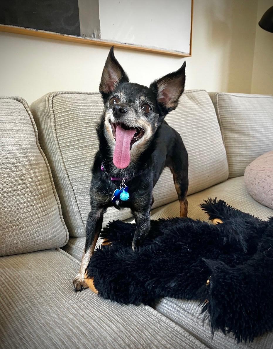 Enlarge Hattie, a Adoptable Chihuahua in Los Angeles, CA image 2/6