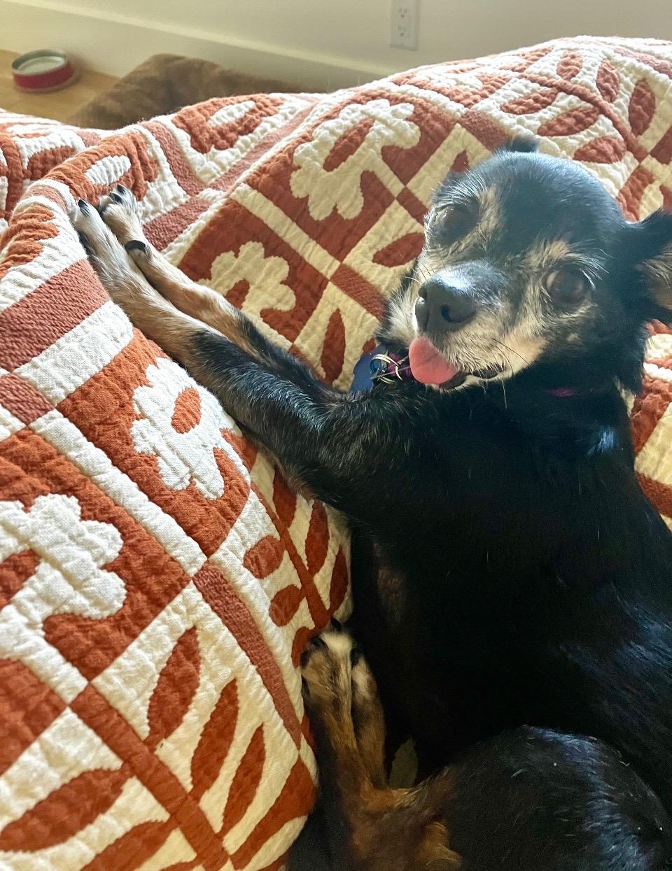 Enlarge Hattie, a Adoptable Chihuahua in Los Angeles, CA image 4/6