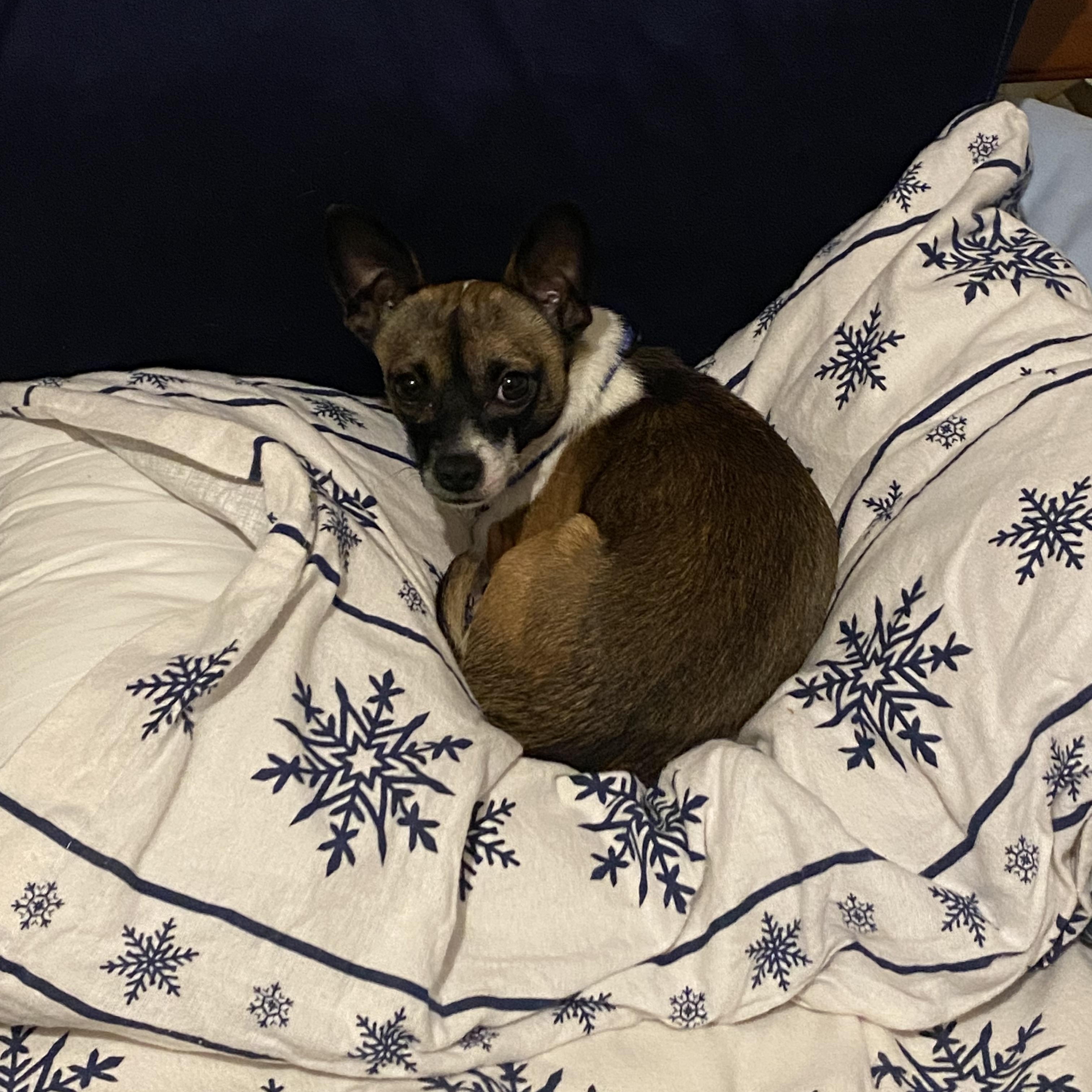 Cheech, a ADOPTABLE Chihuahua in Toronto, ON image 2/2